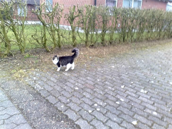 Blanding af racer Bamse - Bamse på udflugt..  billede 8