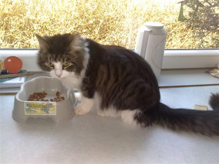 Blanding af racer Bamse - Mor - gå så væk, jeg spiser.....  billede 9