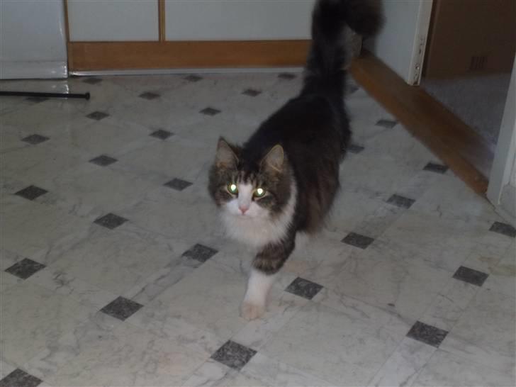 Blanding af racer Bamse - Her kommer jeg ......... da dum di daj...  billede 10