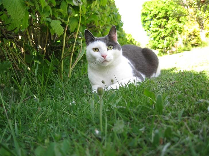 Blanding af racer Mille<33 - velkommen til milles profil billede 1