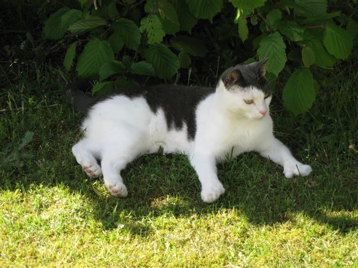 Blanding af racer Mille<33 - ligger i skyggen på en varm sommer dag<3 billede 2