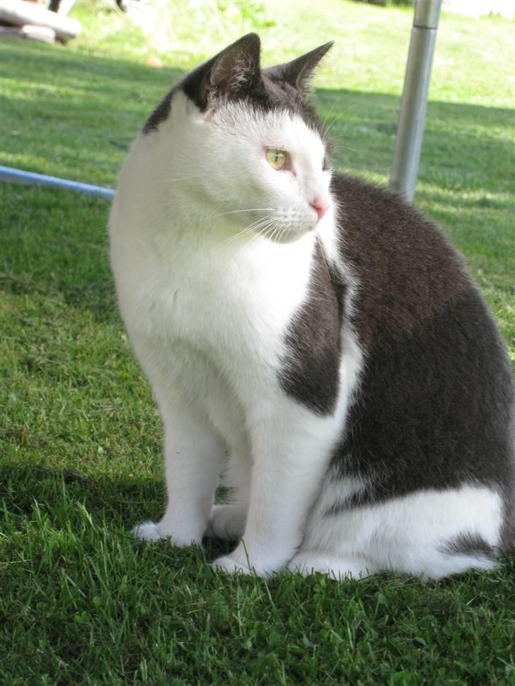 Blanding af racer Mille<33 - er hun ikk cute? billede 3