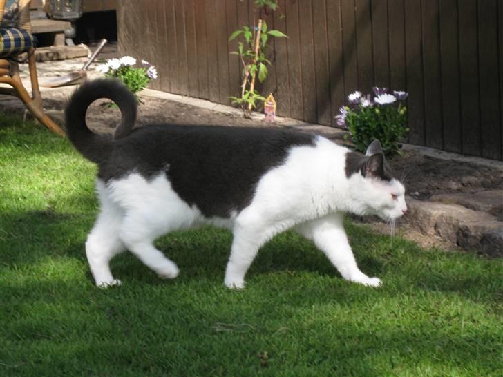 Blanding af racer Mille<33 - læg mærket til hvordan hendes hale er, vi ved ikke hvorfor men den plejer at være lige billede 4