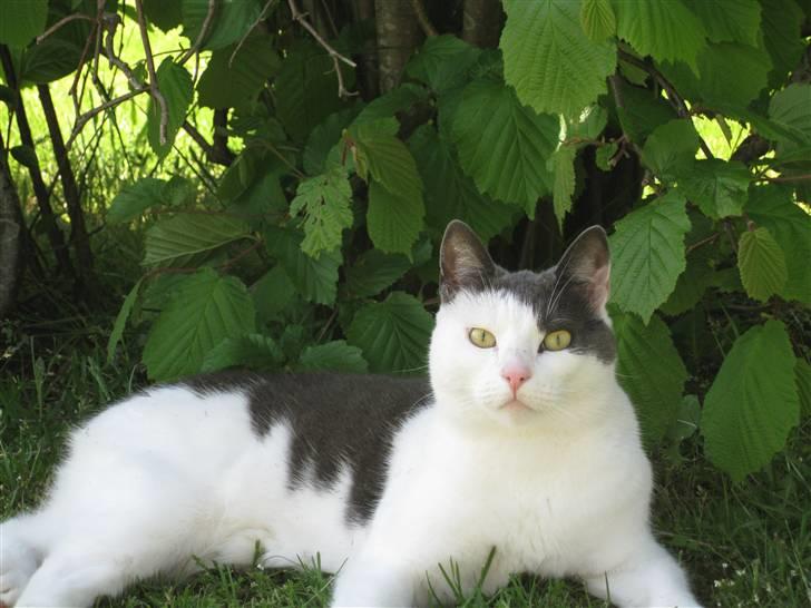 Blanding af racer Mille<33 billede 5