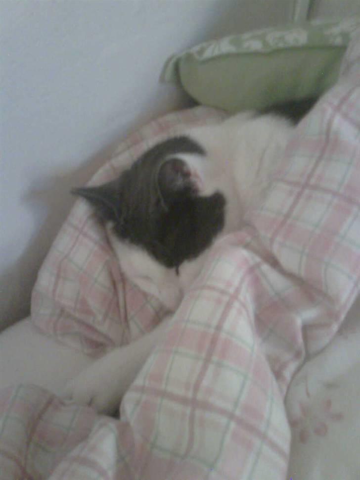 Blanding af racer Mille<33 - sove sove sove billede 6