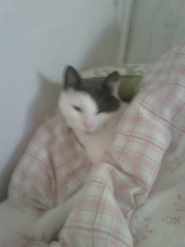 Blanding af racer Mille<33 - hun er lige vågnet billede 7