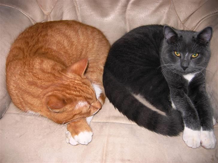 Huskat Buster billede 9