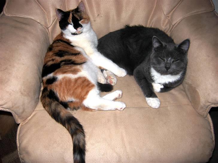 Huskat Buster billede 10