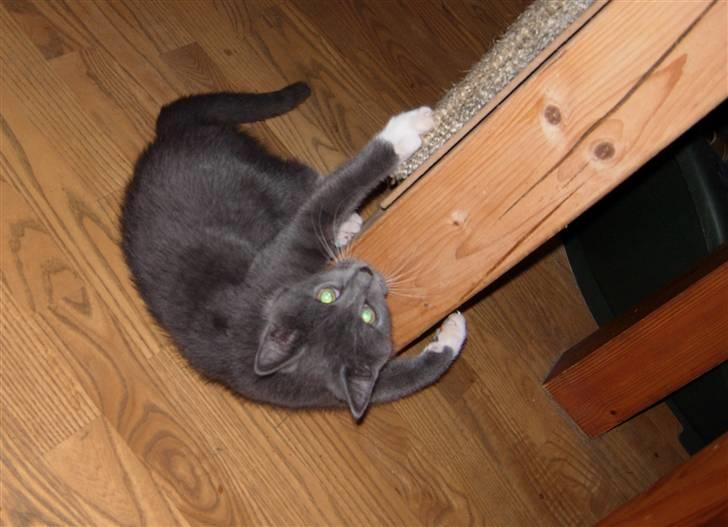 Huskat Buster billede 11