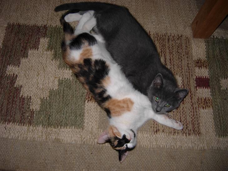 Huskat Buster billede 12