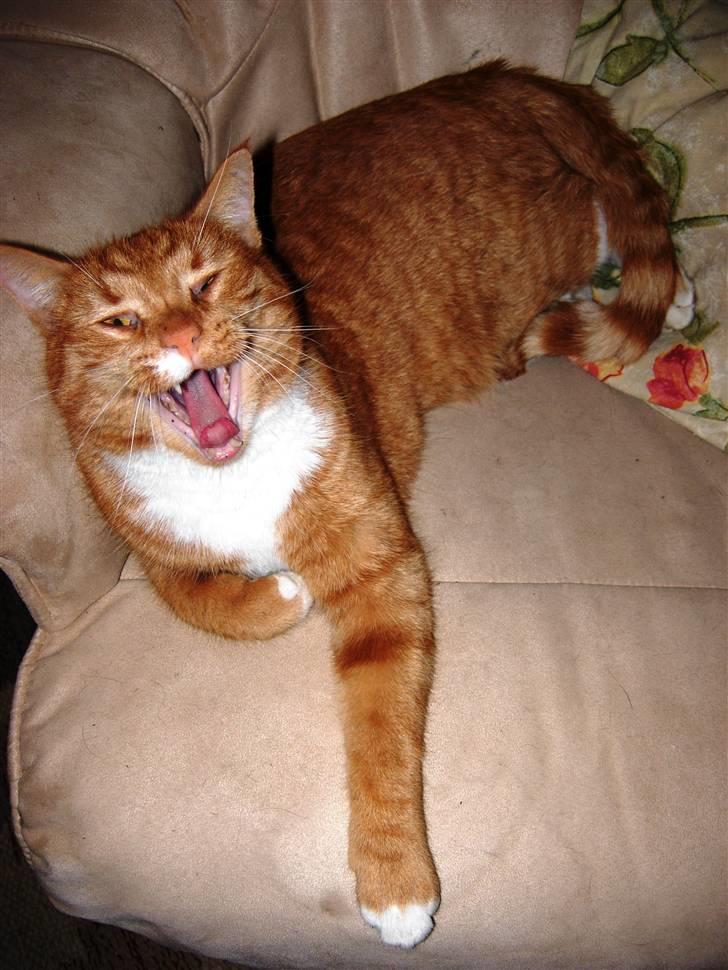 Huskat Elvis billede 12