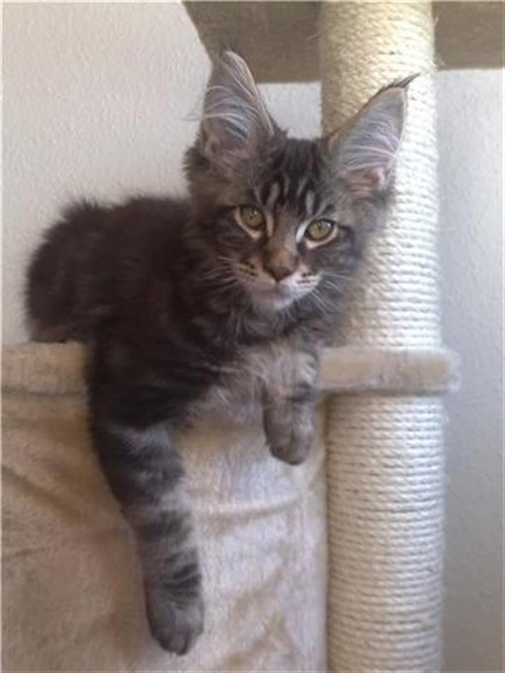 Maine Coon DK Silent Hunter´s Bartok billede 7