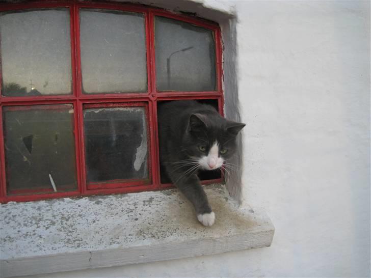 Blanding af racer Cille - velkommen til Cilles profilXD billede 1