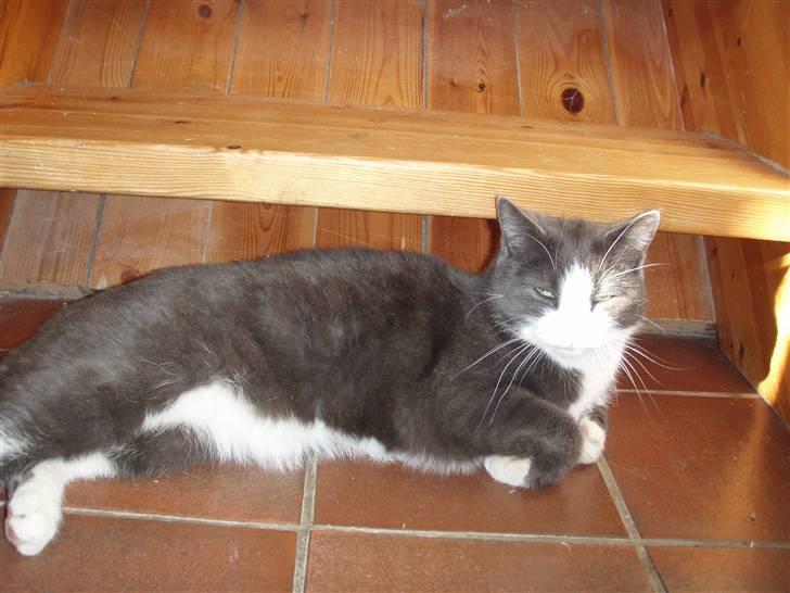 Blanding af racer Cille - cille under trappen billede 2