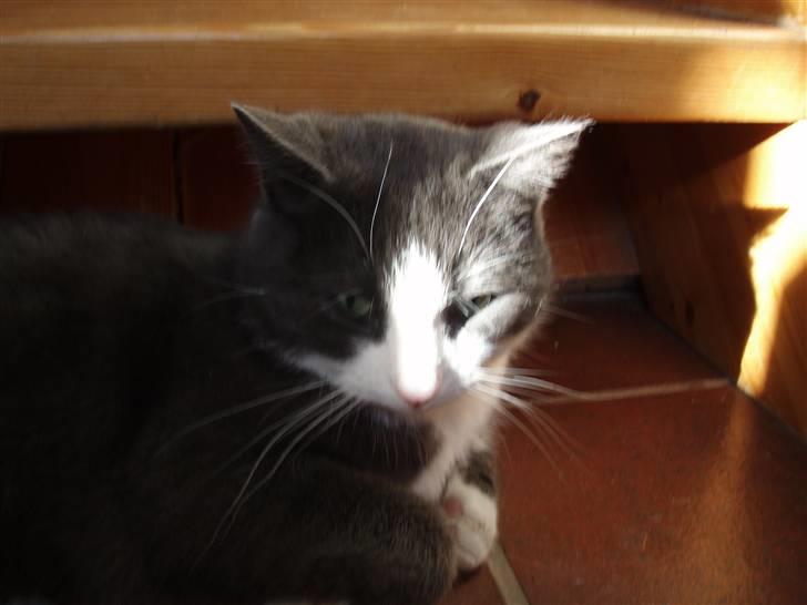 Blanding af racer Cille - ligger og hygger billede 3