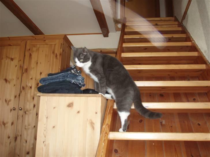 Blanding af racer Cille - han skal lige op på boret billede 4