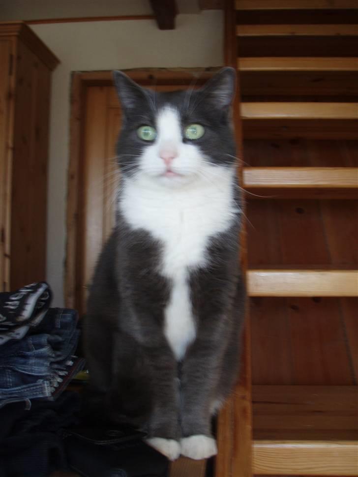 Blanding af racer Cille - han er da sød<3 billede 5