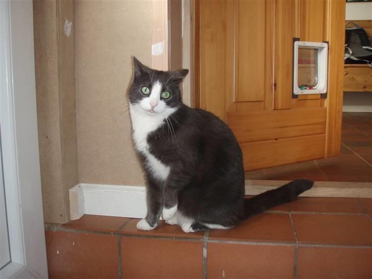 Blanding af racer Cille - han vil gerne ud billede 6