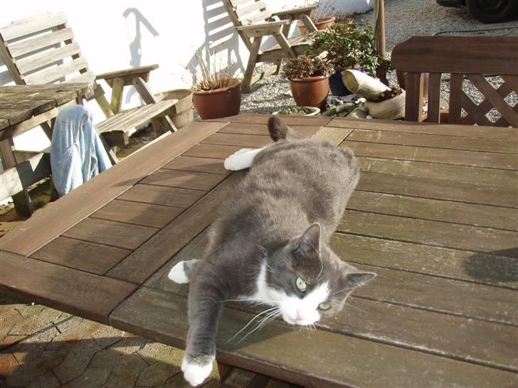 Blanding af racer Cille - her solbader han så;) billede 7