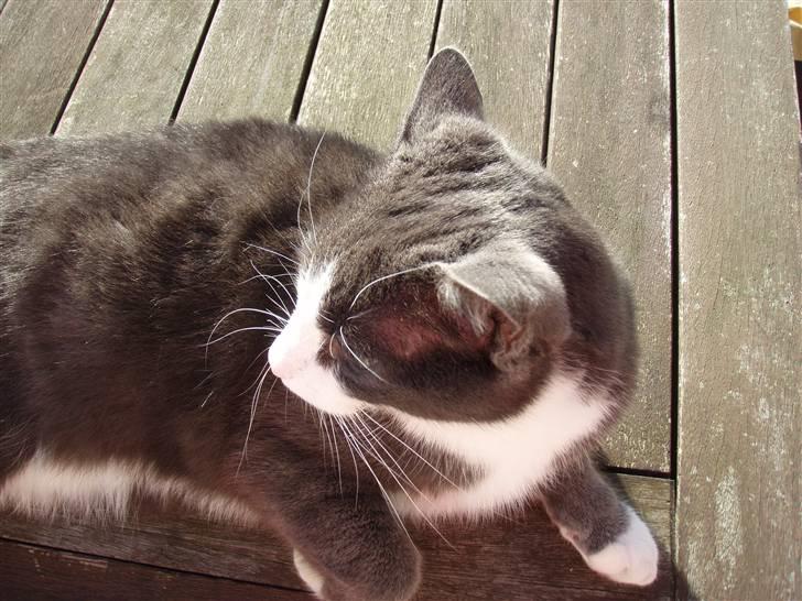 Blanding af racer Cille - hov hvad er der der over? billede 8