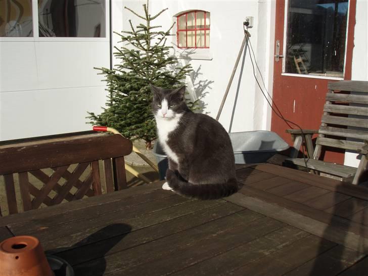 Blanding af racer Cille - sidder billede 9