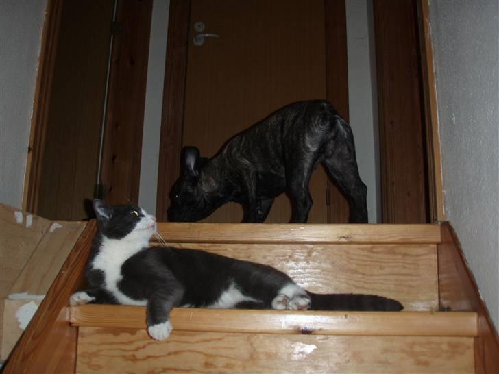 Blanding af racer Cille - sille og Iako billede 10