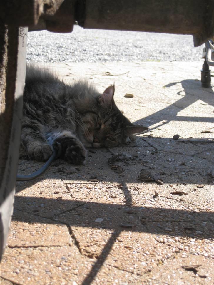 Huskat Mis billede 1