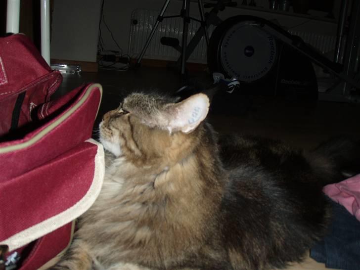 Huskat Mis billede 2