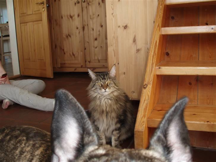 Huskat Mis billede 3