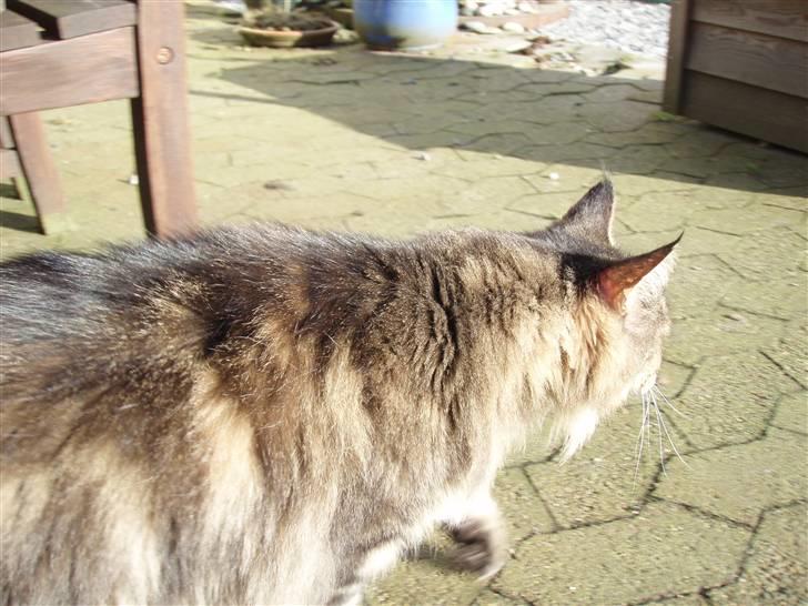 Huskat Mis billede 4