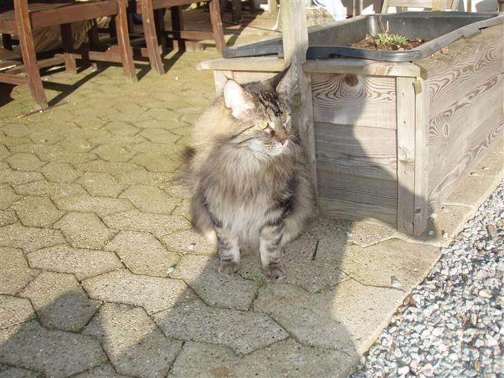 Huskat Mis billede 5