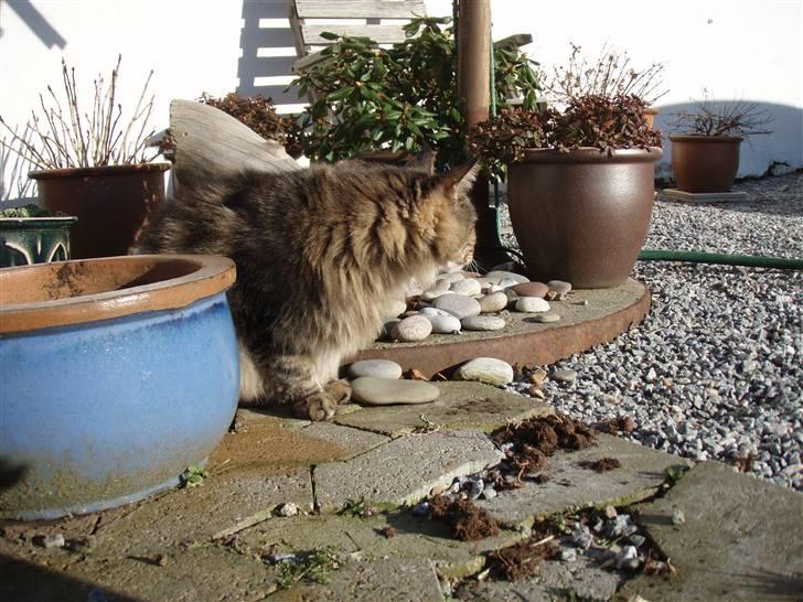 Huskat Mis billede 6