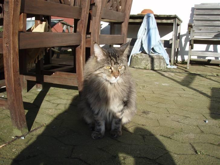 Huskat Mis billede 7