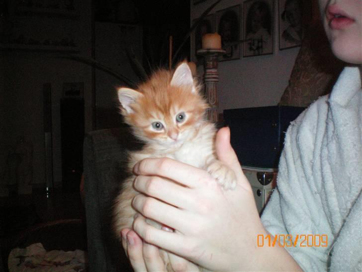 Blanding af racer Orkide mormor og morfar's billede 10