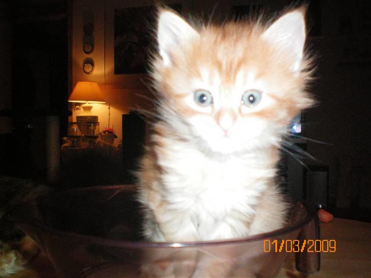 Blanding af racer Orkide mormor og morfar's billede 11