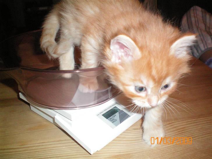 Blanding af racer Orkide mormor og morfar's billede 12