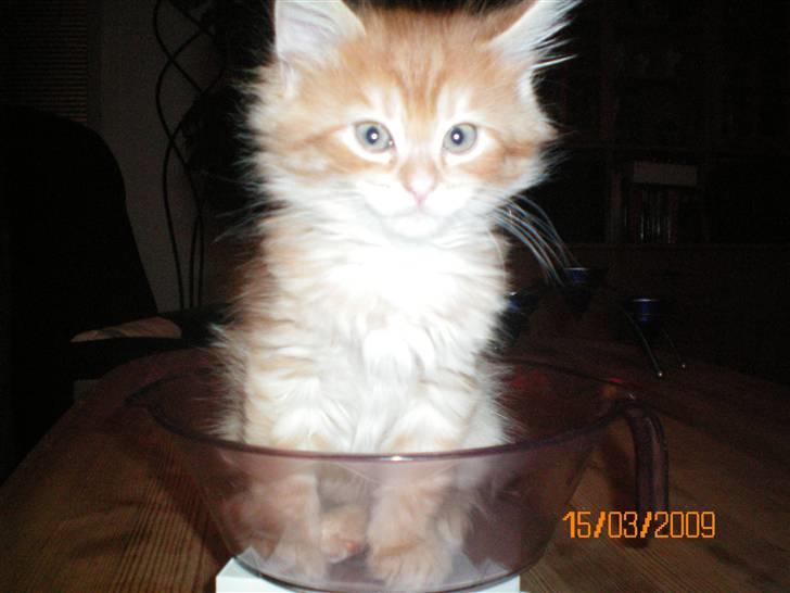 Blanding af racer Orkide mormor og morfar's billede 13