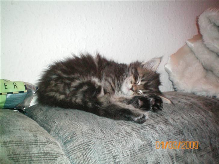 Blanding af racer Baltazar billede 3