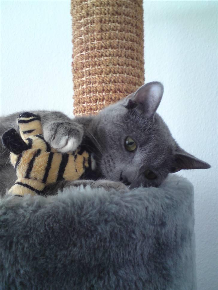 Blanding af racer Basse - Er jeg ikke bare nuttet? billede 1