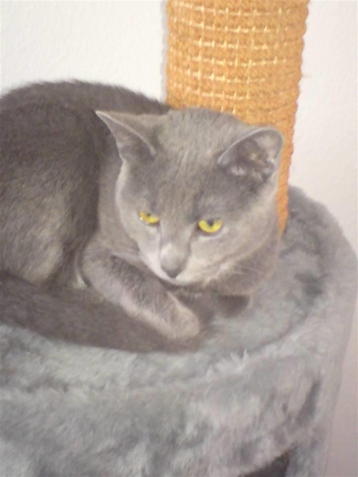 Blanding af racer Basse - Så det slap af tid billede 2