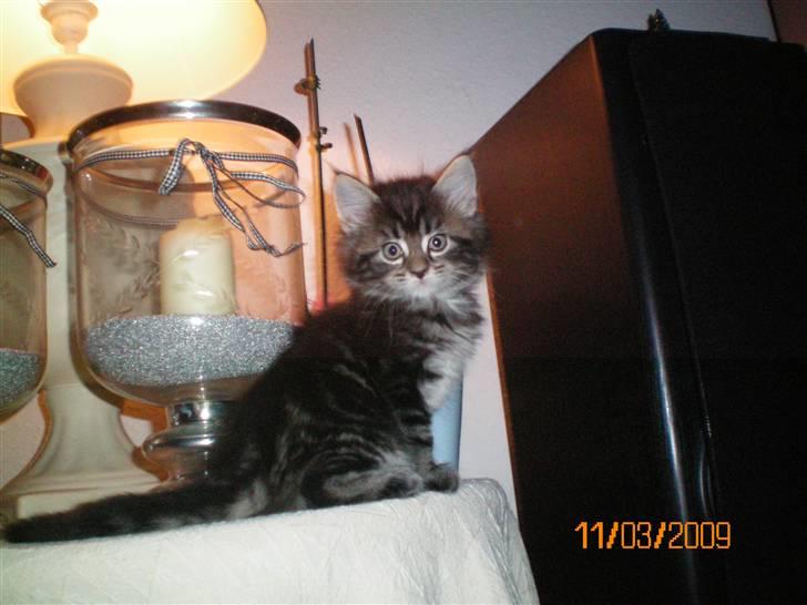 Blanding af racer Baltazar billede 4