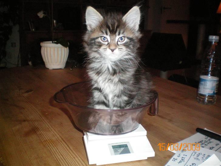 Blanding af racer Baltazar billede 5