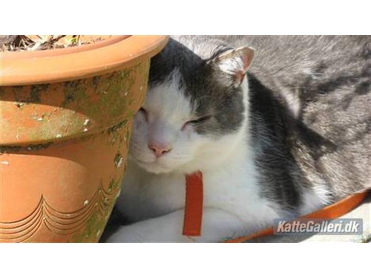 {{currentPhoto.altText}} billede {{currentPhoto.number}}