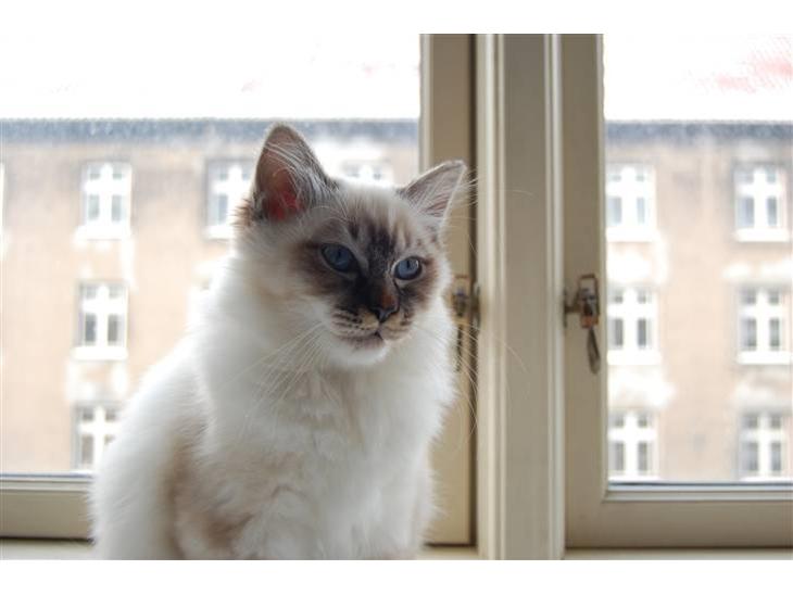 {{currentPhoto.altText}} billede {{currentPhoto.number}}