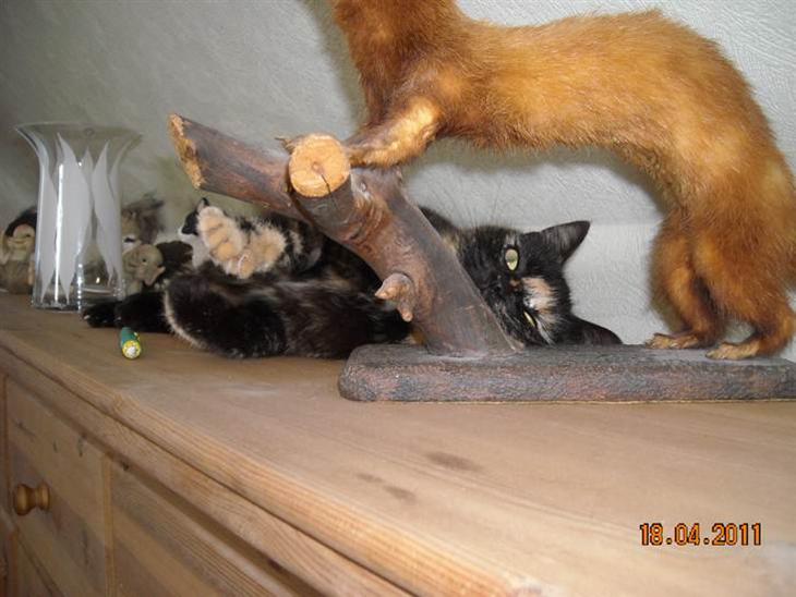 {{currentPhoto.altText}} billede {{currentPhoto.number}}