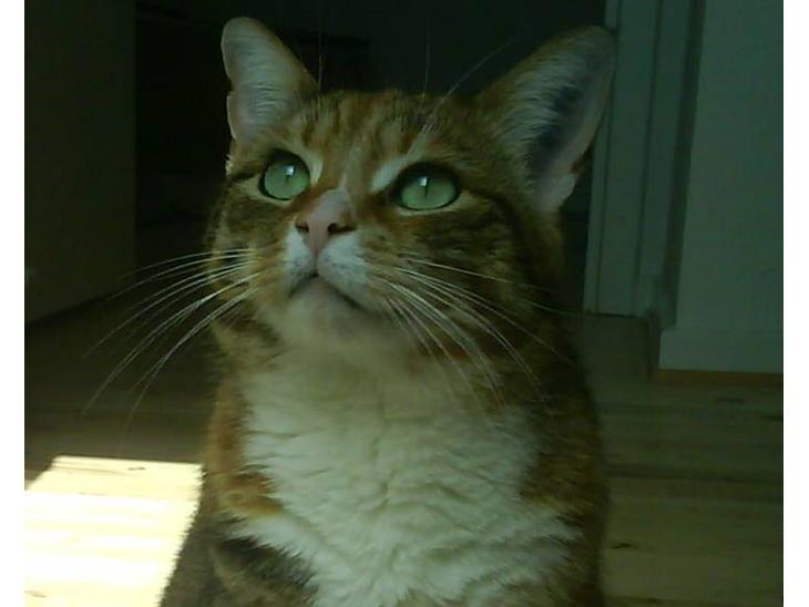 {{currentPhoto.altText}} billede {{currentPhoto.number}}