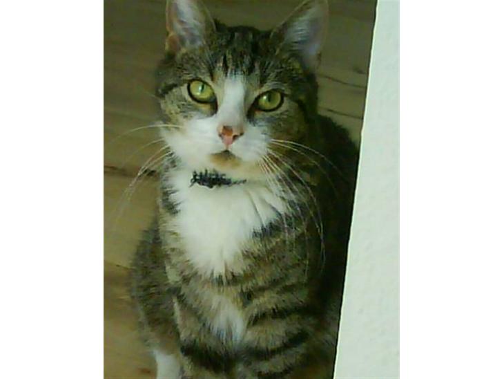 {{currentPhoto.altText}} billede {{currentPhoto.number}}