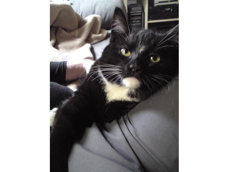 Huskat Tutten - Lille model Tutten billede 1