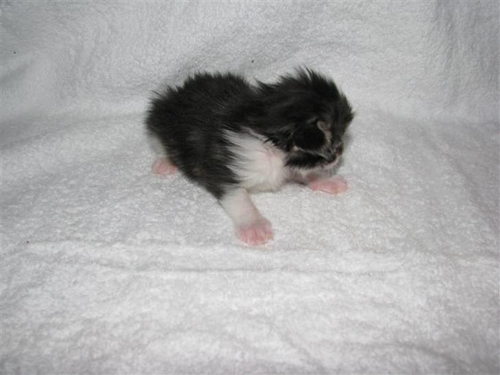 {{currentPhoto.altText}} billede {{currentPhoto.number}}