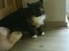 Maine Coon  ¤ Yasmin ¤ 